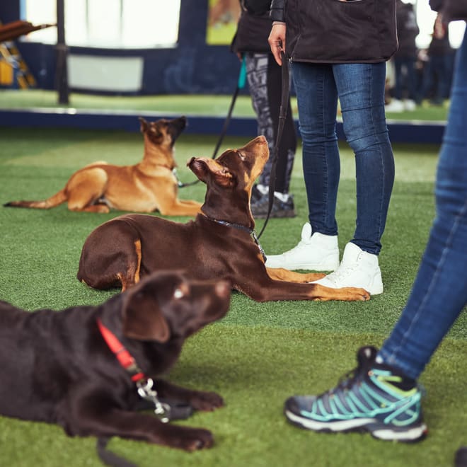 Dog Training Level 3