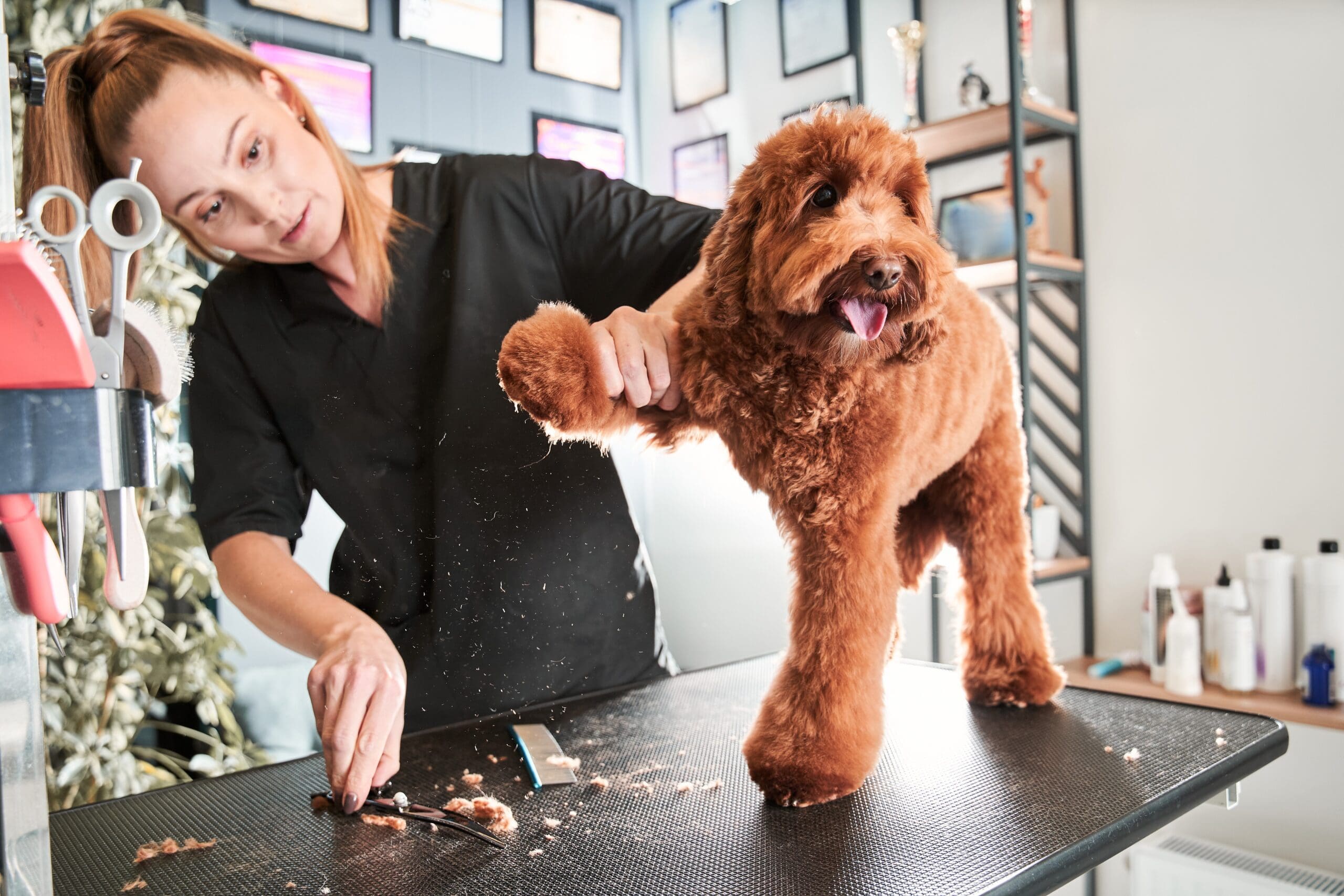 How much do Dog Groomer's earn How much do Dog Groomer's earn