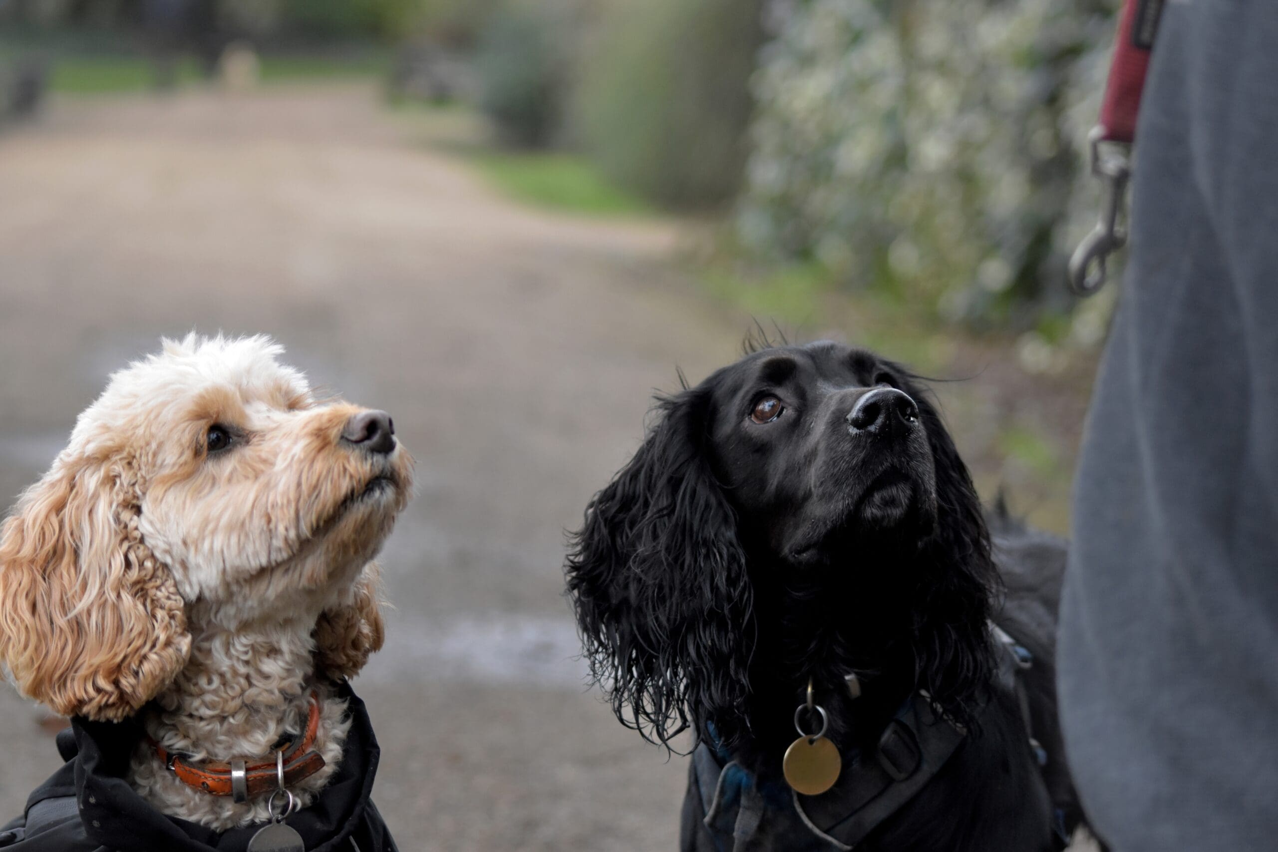 How much do Dog Trainer's earn? How much do Dog Trainer's earn?