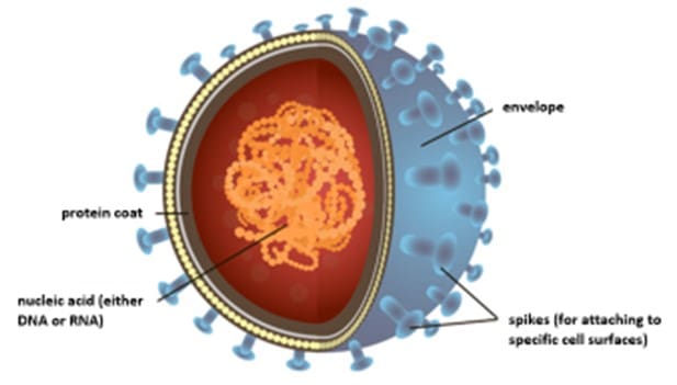 inside living cells. inside living cells.
