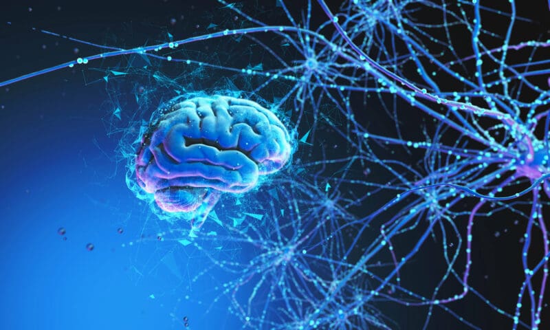Neurons and synapses
