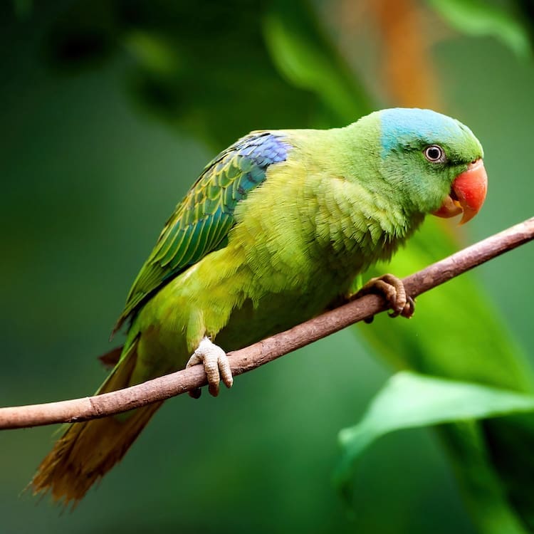 Ornithology Level 3 course