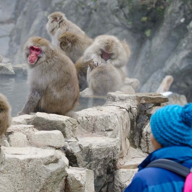 Primatology Level 3 course