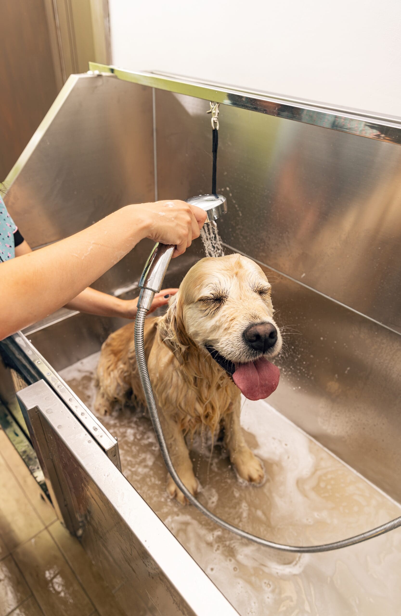Skills needed to become a Dog Groomer Skills needed to become a Dog Groomer