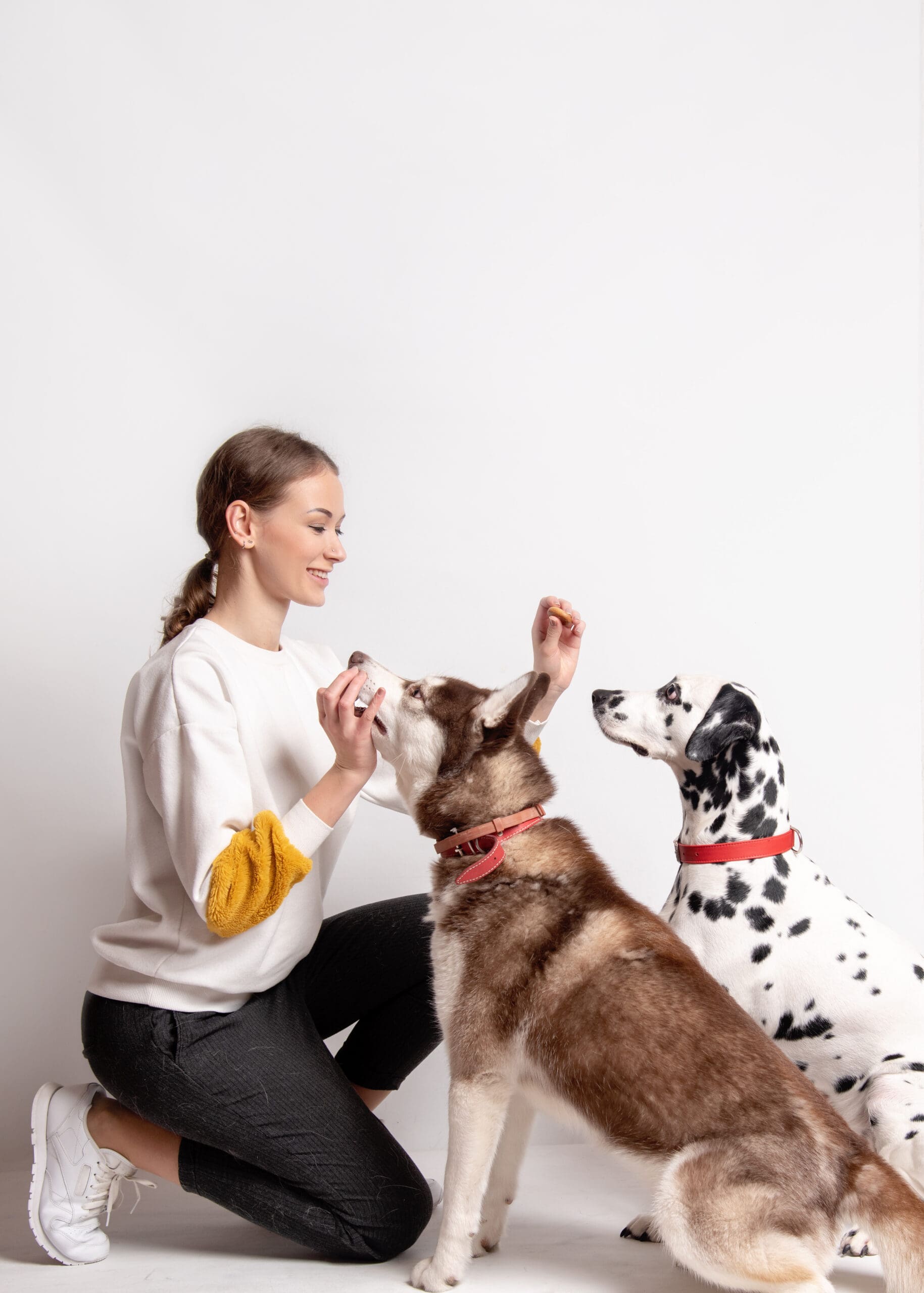 Skills needed to become a Dog Trainer Skills needed to become a Dog Trainer