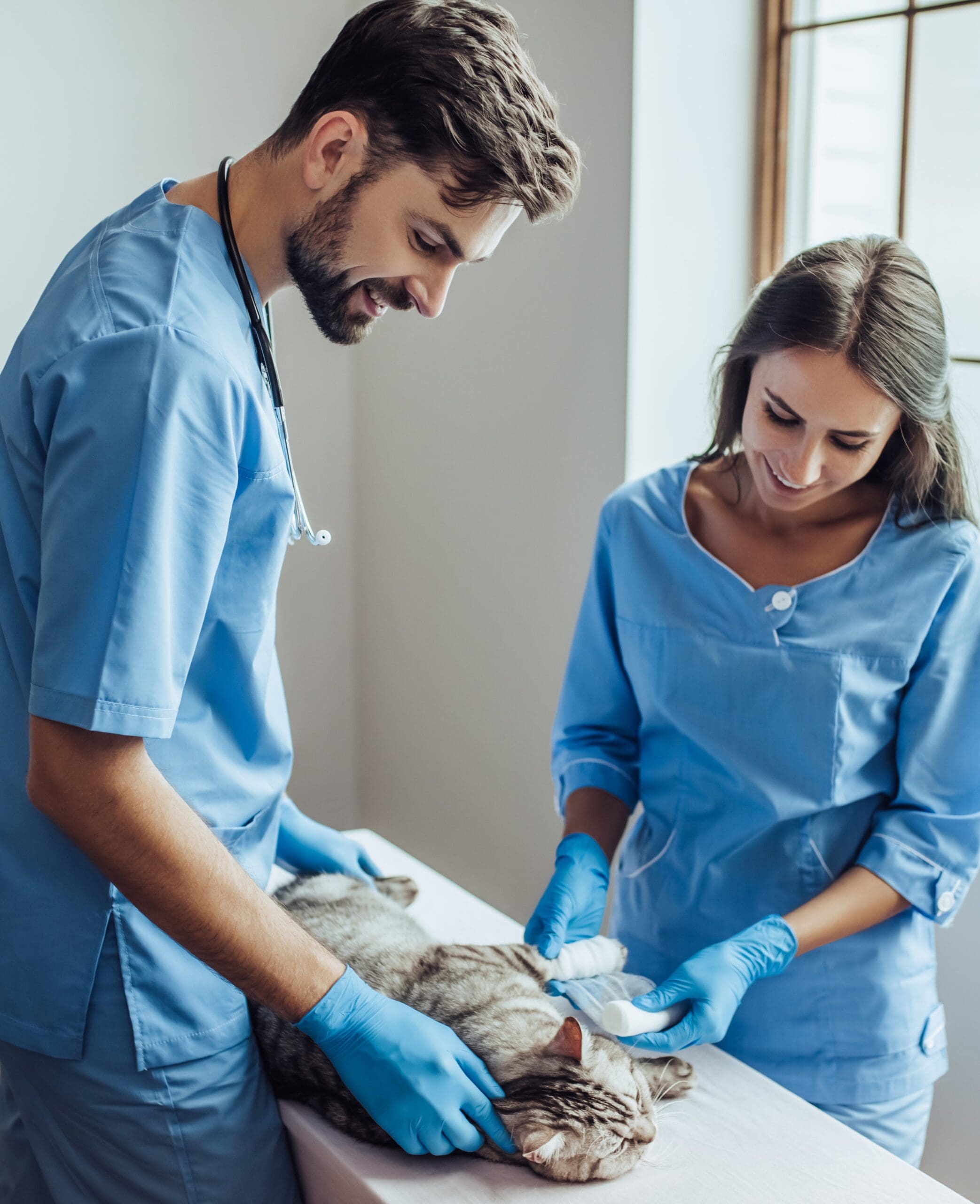 Skills needed to become a Veterinary Support Assistant Skills needed to become a Veterinary Support Assistant