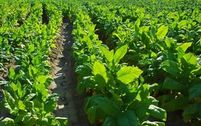 tobacco plants tobacco plants.