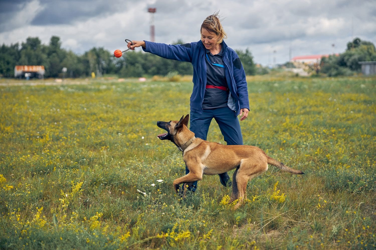 Types of roles for Dog Trainer's Types of roles for Dog Trainer's