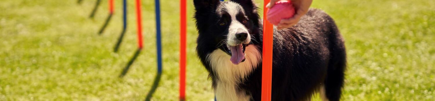Understanding Animal Training – Positive Reinforcement Techniques
