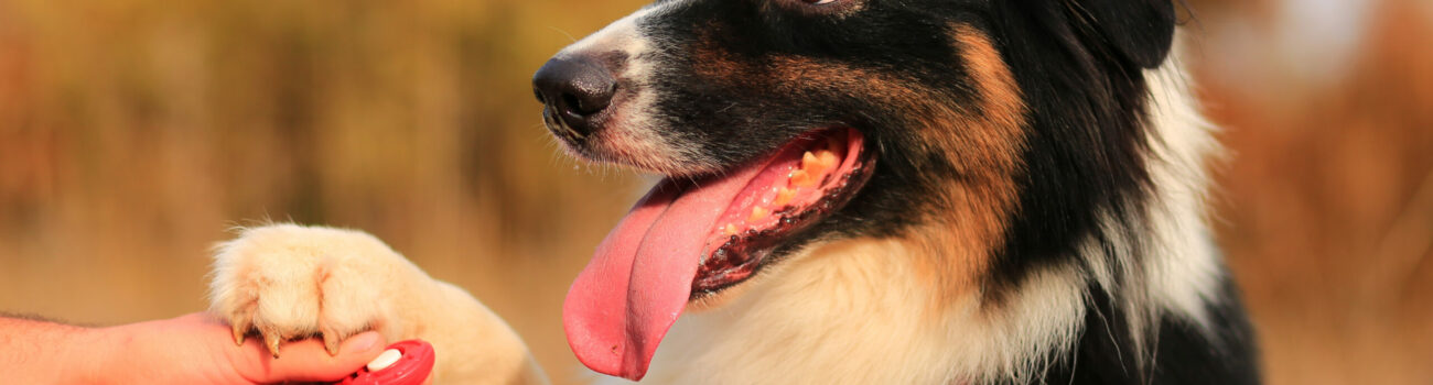 Understanding Animal Training - Positive Reinforcement Techniques