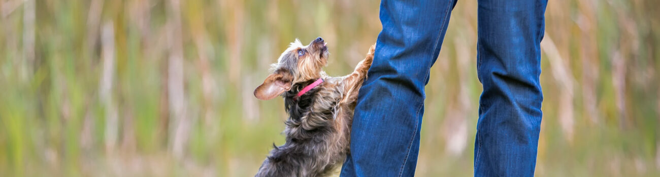 Understanding Animal Training - Positive Reinforcement Techniques