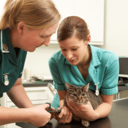 Animal Care Courses
